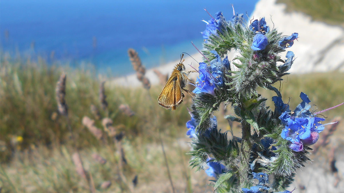 Lulworth Skipper by Scott Willcocks